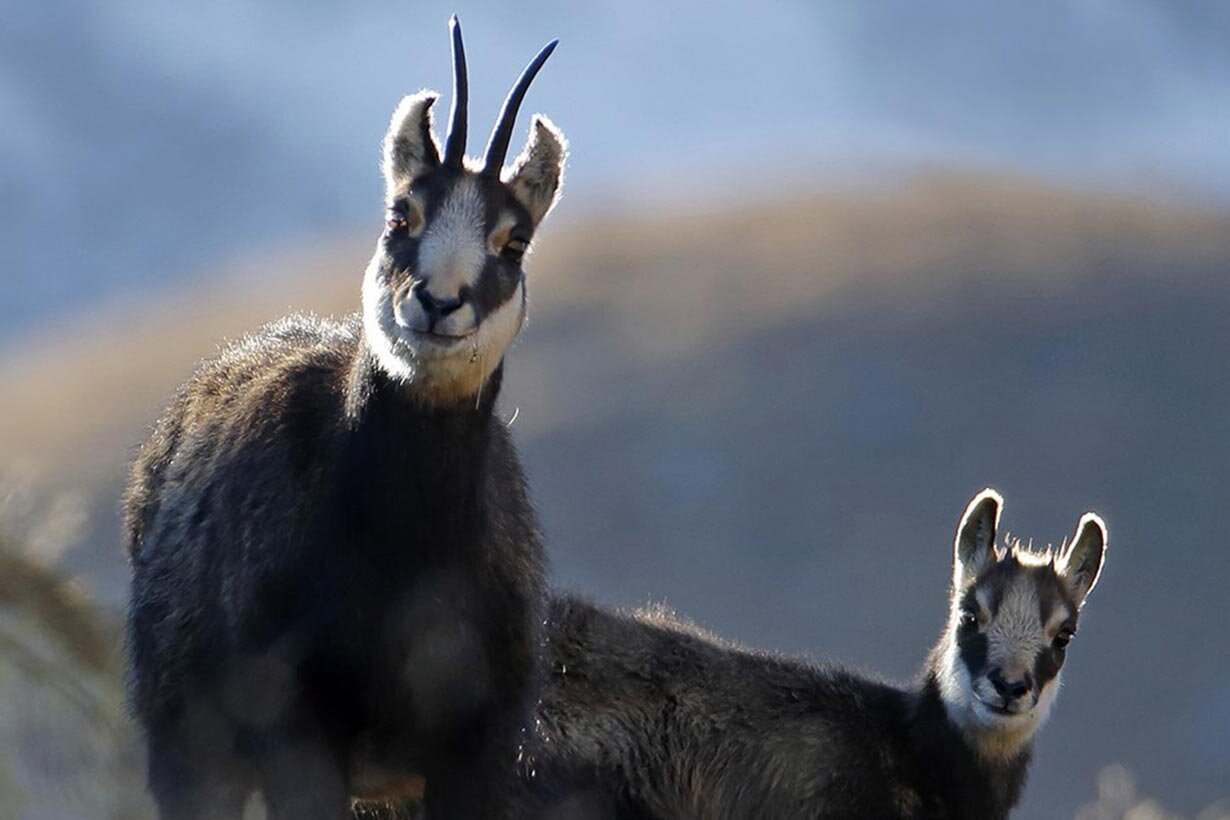 Management du chamois